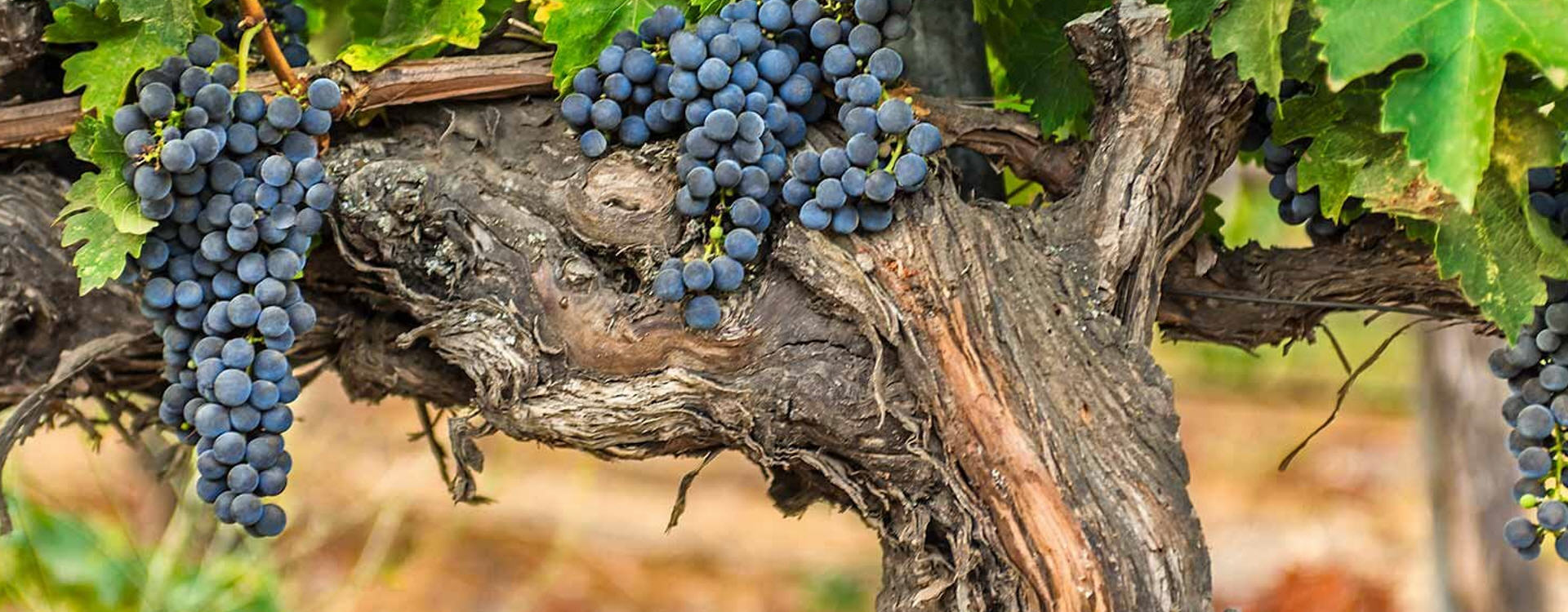 VINARIJE PODGORICA CRNA GORA