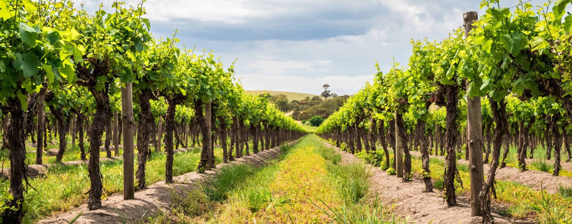 WINERY PODGORICA MONTENEGRO