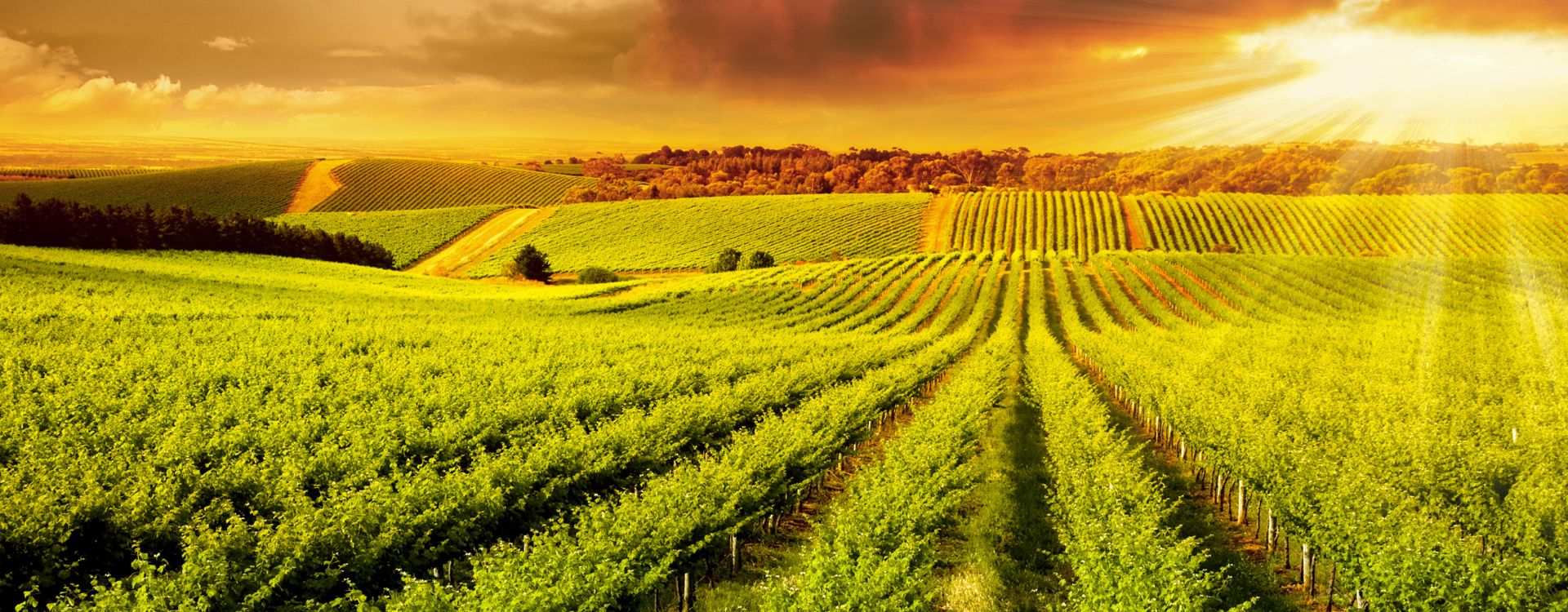 Winery Montenegro